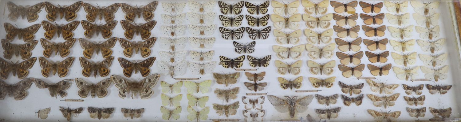 A cased collection of named butterflies, width 67cm